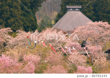 長野県長野市信更町三水 長勝寺本堂と境内を埋め尽くす桜に鯉のぼりの景色 長野県長野市信更町三水 長勝寺本堂と境内を埋め尽くす桜に鯉のぼりの景色 90705245