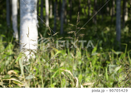 笹の花の開花現象 笹の花の開花現象 90705429