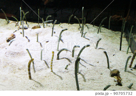 チンアナゴとニシキアナゴ 90705732