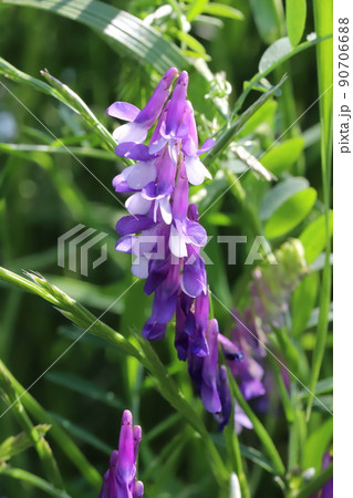 春の日本の野原に咲く紫色のナヨクサフジの花 90706688