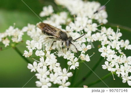 Closeup on a male broad faced mining bee, Andrena proxima sitting on it's host plant Anthriscus sylvestris Closeup on a male broad faced mining bee, Andrena proxima sitting on it's host plant Anthriscus sylvestris 90707146