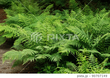 Closeup on a grouped aggregation of green Lady ferns, Athyrium filix-femina 90707149