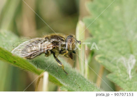Detailed closeup on a Small Spotty-eyed dronefly, Eristalinus sepulchralis, sitting in grass 90707153