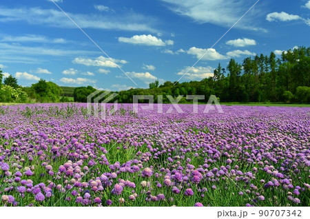Landscape with purple chives flowers. Summer sunny day with sun, blue sky and colorful nature background. Landscape with purple chives flowers. Summer sunny day with sun, blue sky and colorful nature background. 90707342