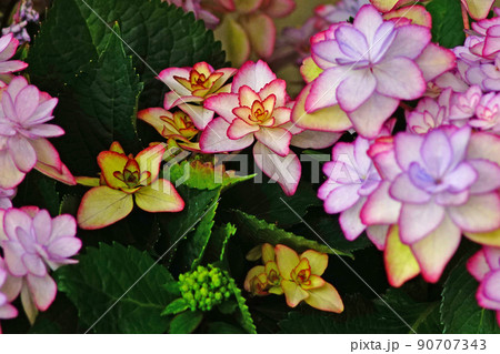 あじさい 六月 あじさい 六月 90707343