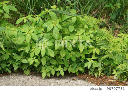 Full plant closeup on a small-flowered touch-me-not, Impatiens parviflora 90707781