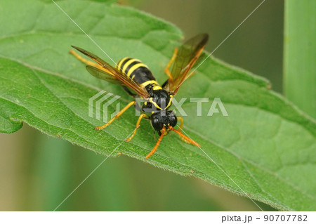Closeup on a colorful figwort sawfly , Tenthredo scrophulariae, mimicking a wasp Closeup on a colorful figwort sawfly , Tenthredo scrophulariae, mimicking a wasp 90707782