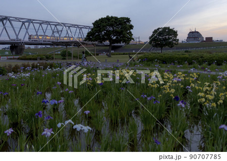 あやめ満開の小岩菖蒲園を走る都営浅草線5300形 あやめ満開の小岩菖蒲園を走る都営浅草線5300形 90707785