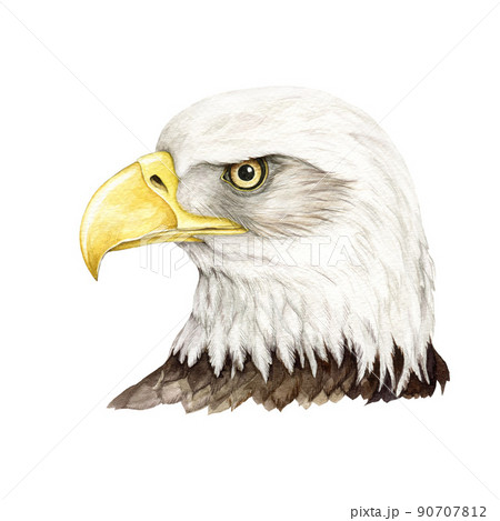Bald eagle bird watercolor illustration. Native North America avian portrait. Hand drawn realistic bald eagle head. Wildlife american animal. Wild bird portrait 90707812