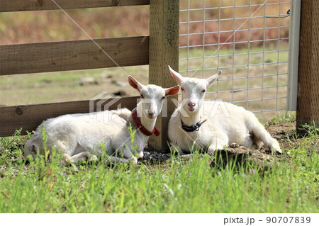 2021日本で一番幸せな町に選ばれた埼玉県鳩山町愛郷の里に訪れた人達を和ませる可愛い白い子ヤギの兄弟 2021日本で一番幸せな町に選ばれた埼玉県鳩山町愛郷の里に訪れた人達を和ませる可愛い白い子ヤギの兄弟 90707839