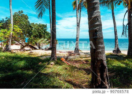 coconut trees and tropical sea beach in summer 90708578