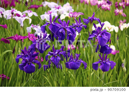 東村山市の北山公園で見頃を迎えた花菖蒲（8） 90709100