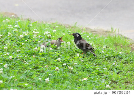 口ばしを大きく開けてエサねだるムクドリの幼鳥 口ばしを大きく開けてエサねだるムクドリの幼鳥 90709234