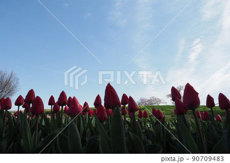 赤いチューリップの花と青空 赤いチューリップの花と青空 90709483