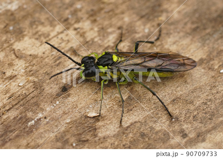 Deailed closeup on a colorful green sawfly,Tenthredo mesomela on a piece of wood Deailed closeup on a colorful green sawfly,Tenthredo mesomela on a piece of wood 90709733