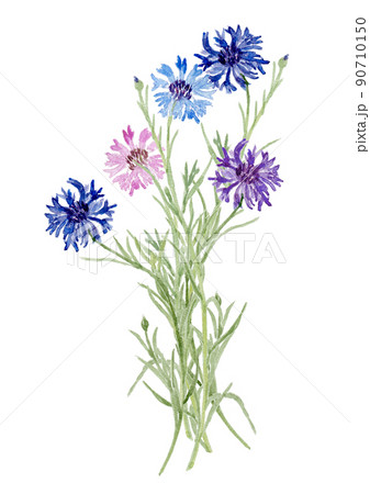 矢車菊の花束の水彩イラストのイラスト素材 [90710150] - PIXTA