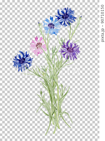 矢車菊の花束の水彩イラスト 90710150