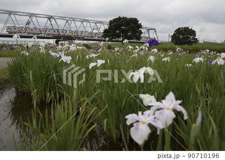 小岩菖蒲園の京成3600形 小岩菖蒲園の京成3600形 90710196