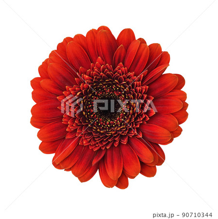 Small red gerbera flower (germini) isolated 90710344