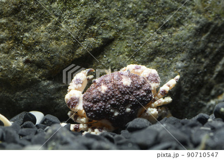 オウギガニ　ウモレオウギガニ　カニ 90710547