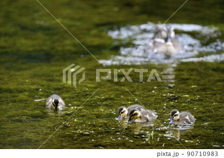 カルガモ カルガモ 90710983