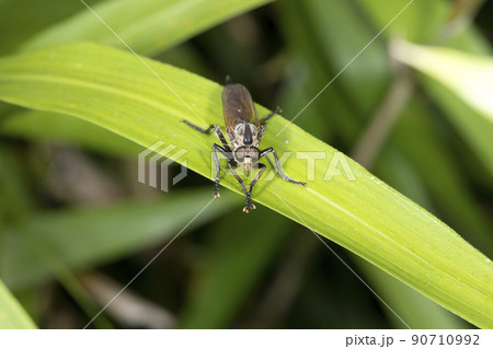 サキグロムシヒキ サキグロムシヒキ 90710992