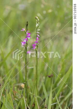 ネジバナ 90710998