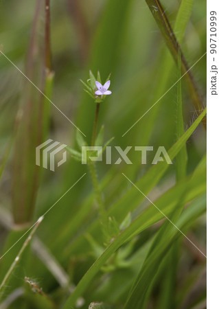 ハナヤエムグラ ハナヤエムグラ 90710999