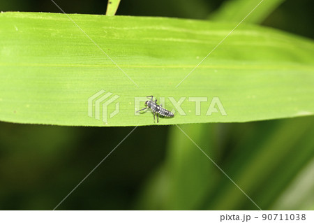 テントウムシの幼虫 テントウムシの幼虫 90711038
