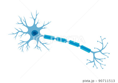 Human neuron structure. Brain neuron cell illustration. Synapses, myelin sheat, cell body, nucleus, axon and dendrites scheme. Neurology illustration Human neuron structure. Brain neuron cell illustration. Synapses, myelin sheat, cell body, nucleus, axon and dendrites scheme. Neurology illustration 90711513