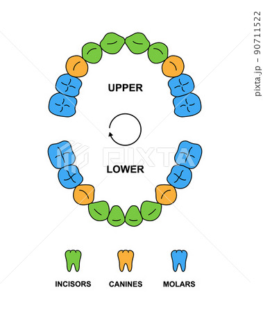 Child teeth dentition anatomy with descriptions. Child upper and lower jaw parts - incisor, canine and molar teeth. Primary tooth colored illustration 90711522