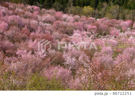 福島県耶麻郡北塩原村大塩　裏磐梯の峠一面を覆う桜峠の満開のオオヤマザクラ 90712251