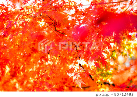 紅葉　もみじ　秋 90712493