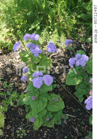 カッコウアザミの花 カッコウアザミの花 90712497