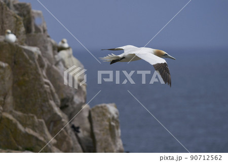 Gannet in flight Gannet in flight 90712562