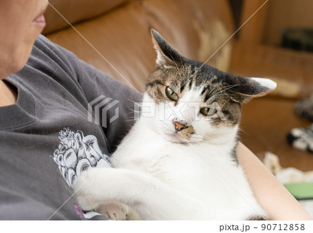 猫を抱きしめる キジトラ猫 猫を抱きしめる キジトラ猫 90712858