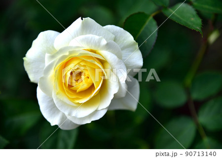 花 フラワー お花 90713140