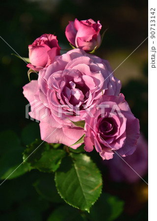 薔薇 バラ科 バラ 90713142