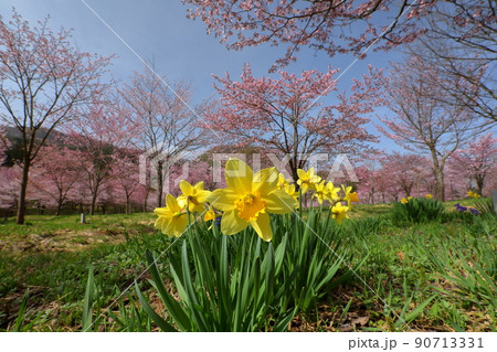 福島県耶麻郡北塩原村大塩　裏磐梯の峠一面を覆う桜峠の満開のオオヤマザクラとラッパスイセン 90713331