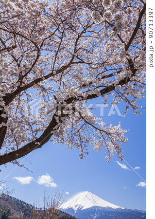 富士山と桜　山梨県富士河口湖町河口湖にて 90713397
