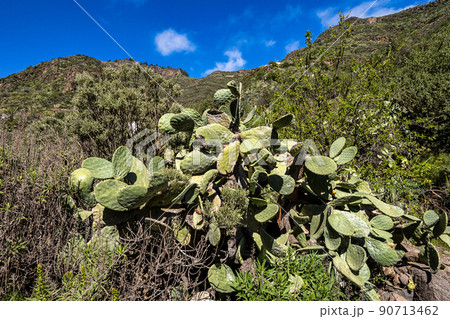 Amazing View on Barranco de Guayadeque, Gran Canaria, Canary Island, Spain, Europe Amazing View on Barranco de Guayadeque, Gran Canaria, Canary Island, Spain, Europe 90713462
