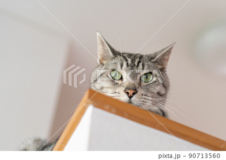 見つめる猫　サバトラ猫 90713560