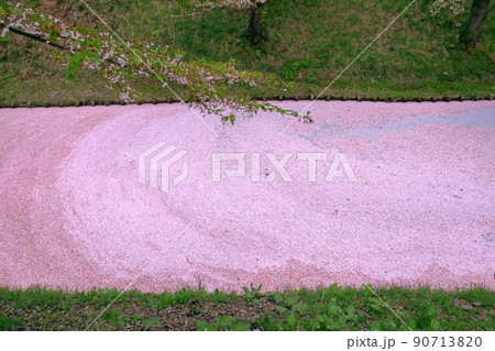 青森県弘前市下白銀町弘前公園　弘前城外濠さくらの花筏とソメイヨシノ 90713820