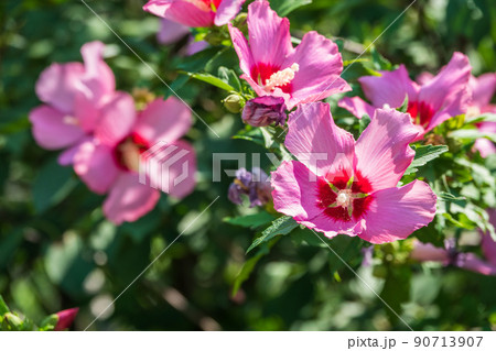 Pink flowers of Hibiscus moscheutos plant close-up. Hibiscus moscheutos, swamp hibiscus, Pink flowers of Hibiscus moscheutos plant close-up. Hibiscus moscheutos, swamp hibiscus, 90713907