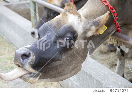 舌を出す牛 90714072