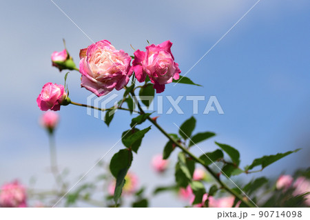 花 フラワー お花 90714098