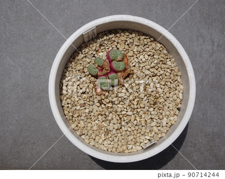 多肉植物 コノフィツム属 ウィッテベルゲンセ 脱皮して増えたコノフィツム 写真 90714244