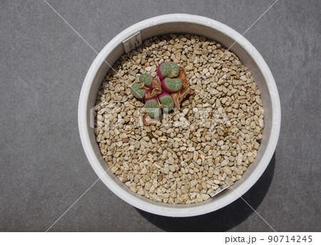 多肉植物 コノフィツム属 ウィッテベルゲンセ 脱皮して増えたコノフィツム 写真 多肉植物 コノフィツム属 ウィッテベルゲンセ 脱皮して増えたコノフィツム 写真 90714245