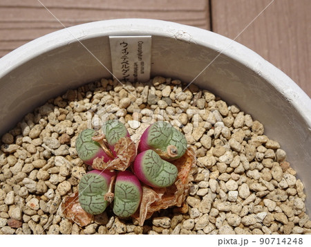 多肉植物 コノフィツム属 ウィッテベルゲンセ 脱皮して増えたコノフィツム 写真 90714248