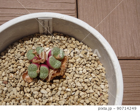 ☆多肉植物☆コノフィツム ウィッテベルゲンセ ☆